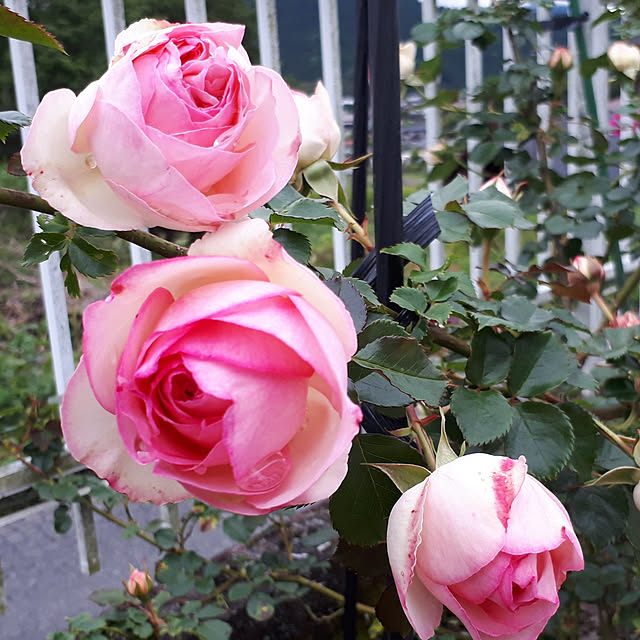 roseさんの実例写真