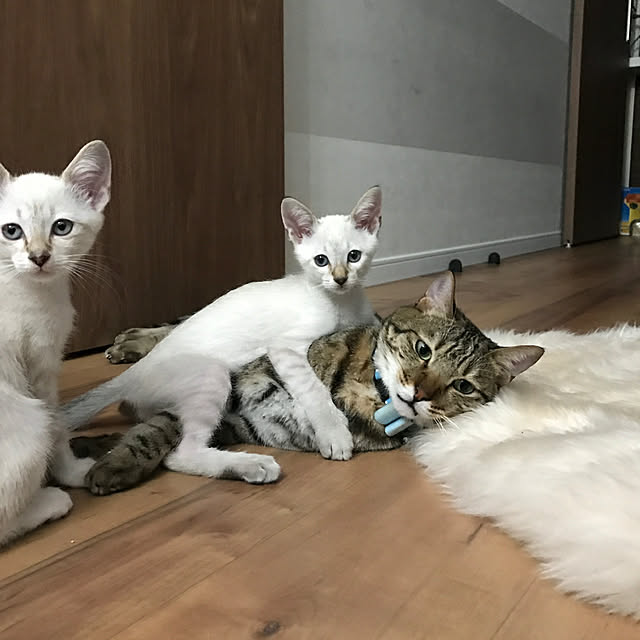 poniさんの実例写真