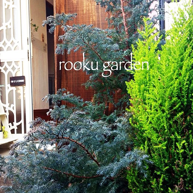rookuさんの実例写真