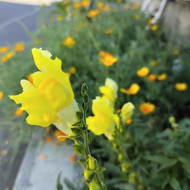 kiraさんの実例写真