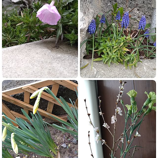 ameamekaasanさんの実例写真