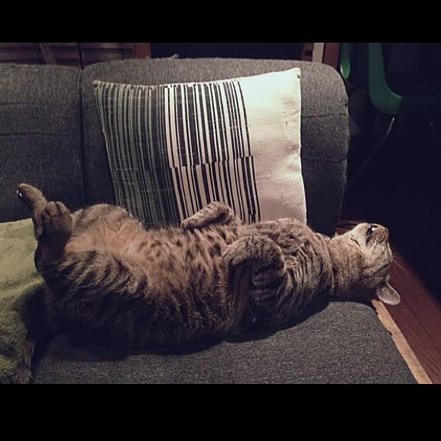 jnkaiさんの実例写真