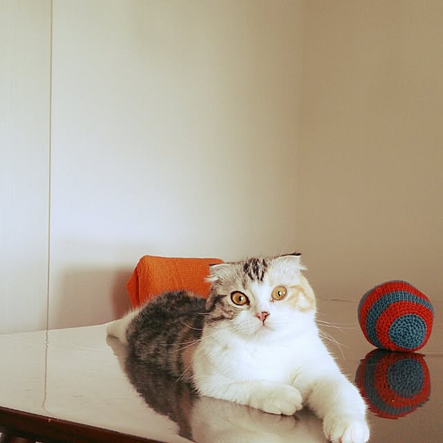 Sachiさんの実例写真