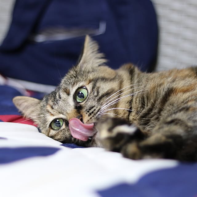 Harukaさんの実例写真