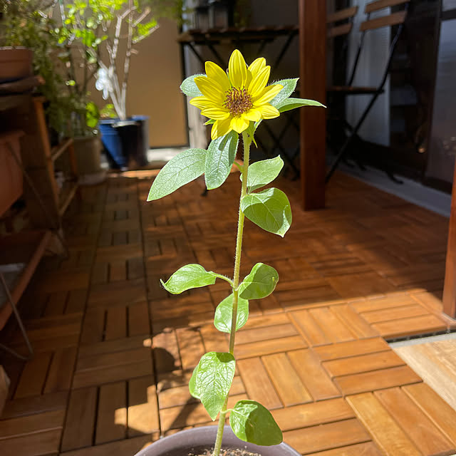shokoさんの実例写真