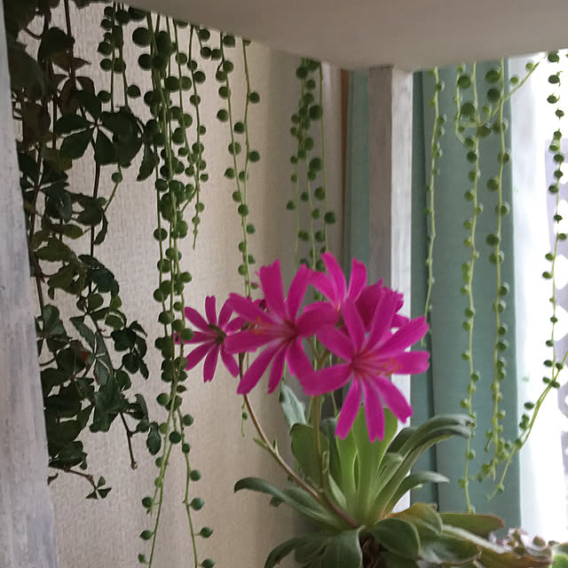 hirokoさんの実例写真