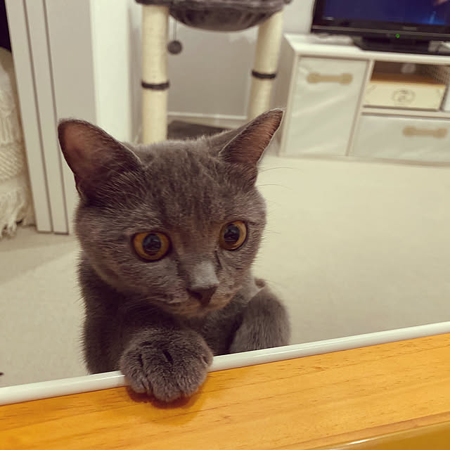 pigukoさんの実例写真