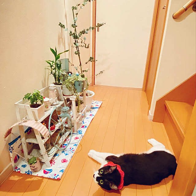 moolさんの実例写真