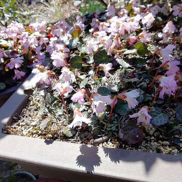 玄関/入り口/花のある暮らし/見てくださってありがとうございます♡/花も植物も好き/自然の美しさ...などのインテリア実例 - 2020-03-24 19:54:46