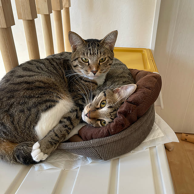 manekinekoさんの実例写真