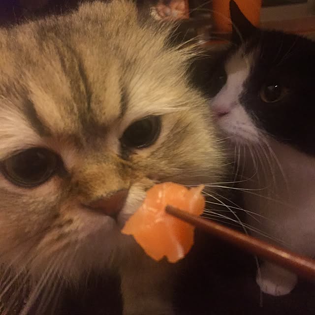 butachanさんの実例写真