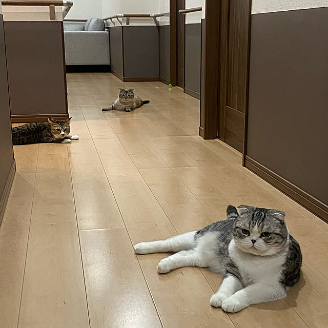 Dahliaさんの実例写真