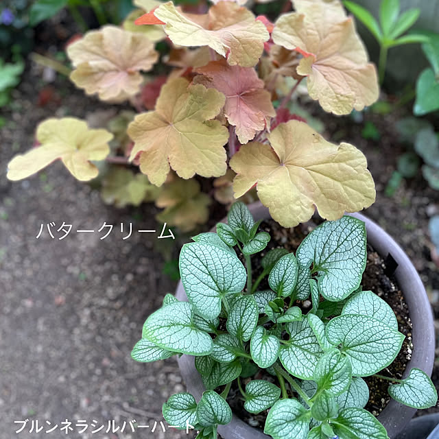 buchiさんの実例写真