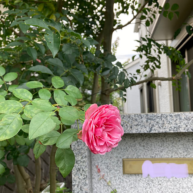hatsugaさんの実例写真
