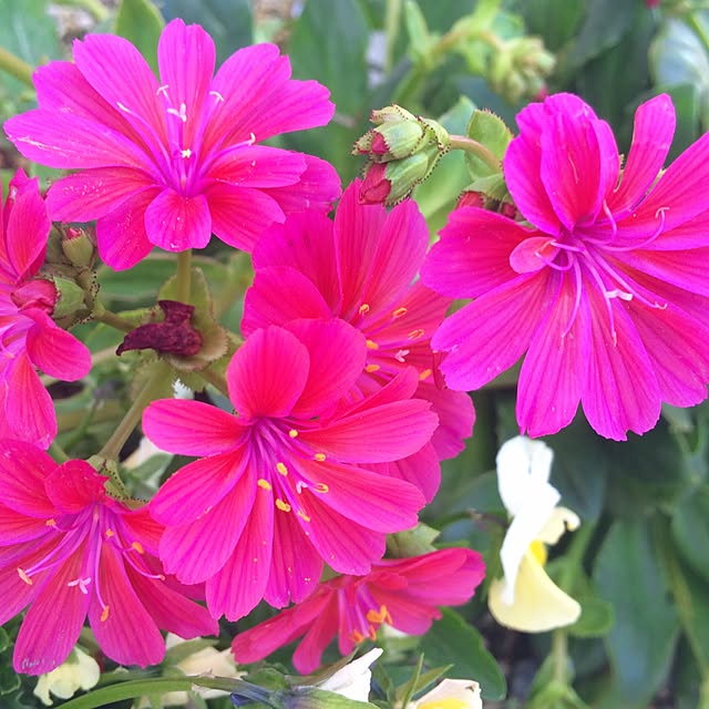 HappyRoseさんの実例写真