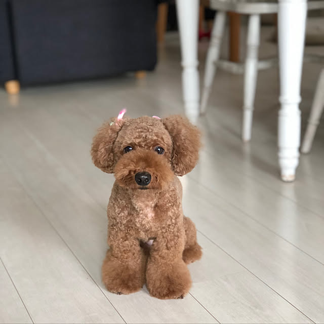 cocoaさんの実例写真
