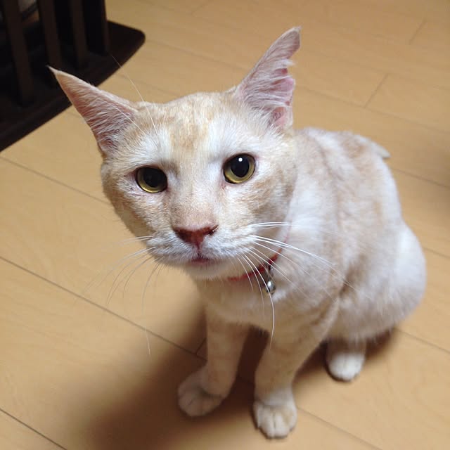 Hecacoさんの実例写真