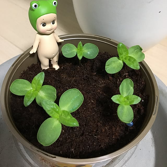 pixtupiさんの実例写真