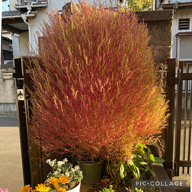 Smilkazuさんの実例写真