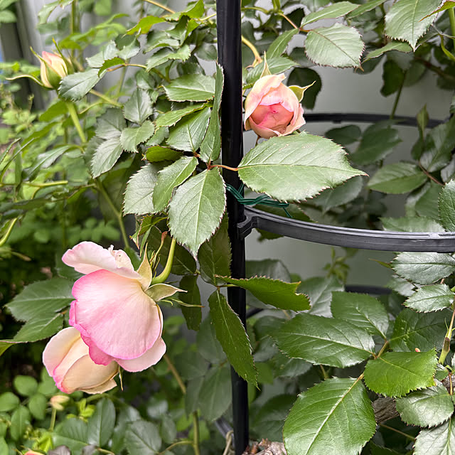 nannoさんの部屋