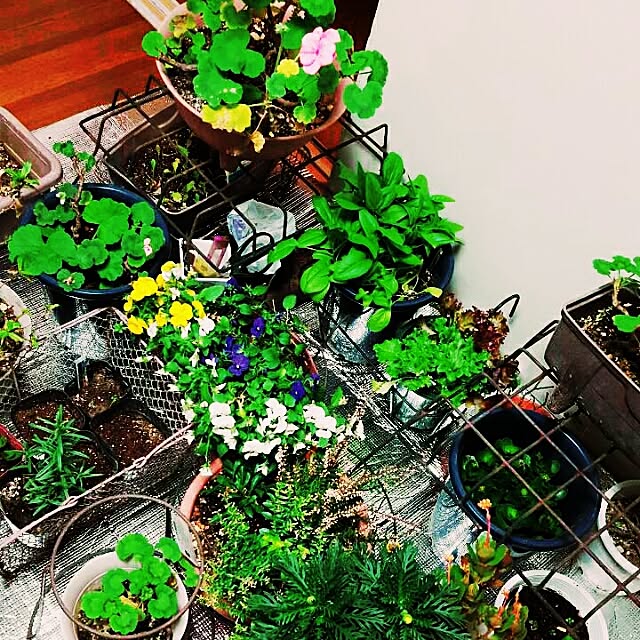 ginkoさんの実例写真