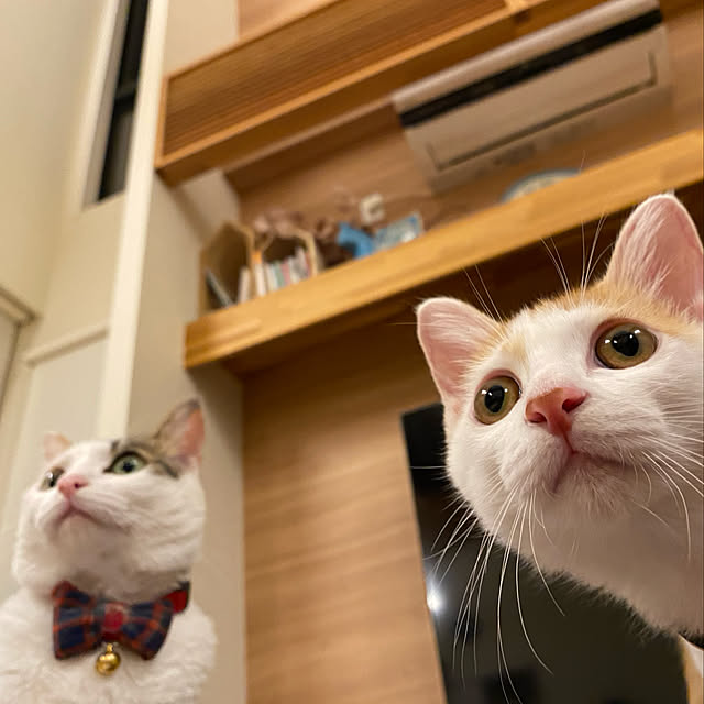 Kuronecoさんの実例写真
