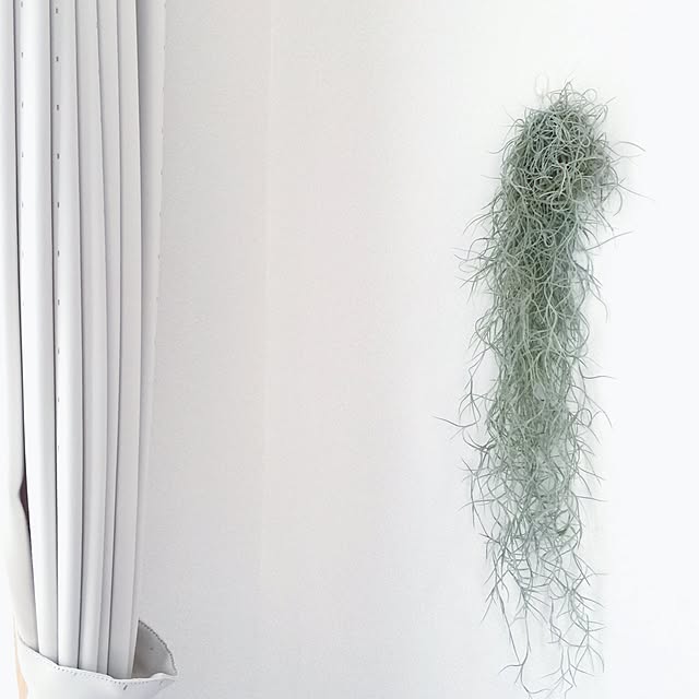壁/天井/ミニマリスト/観葉植物/北欧/植物...などのインテリア実例 - 2015-08-03 13:50:24