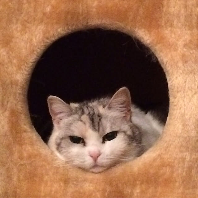nya_sanさんの実例写真