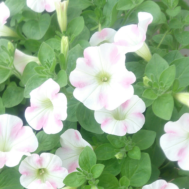 yellowflowerさんの実例写真