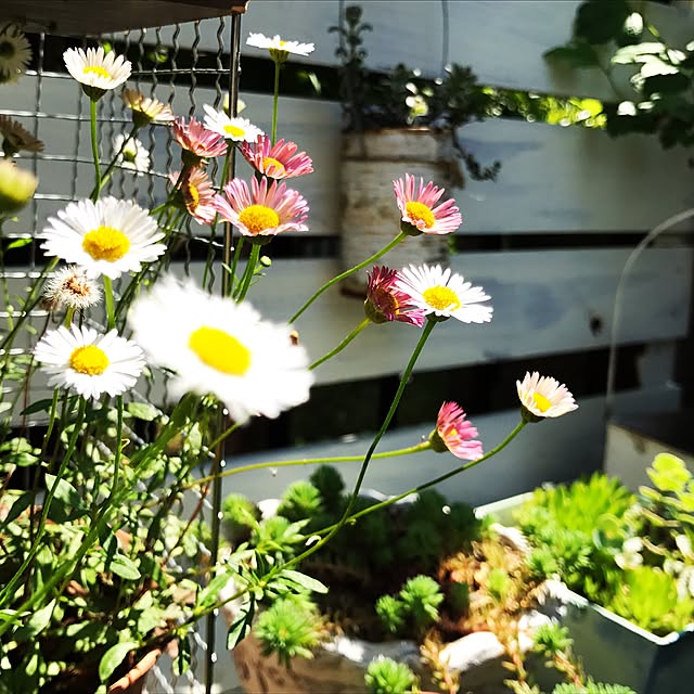 kokko3さんの実例写真