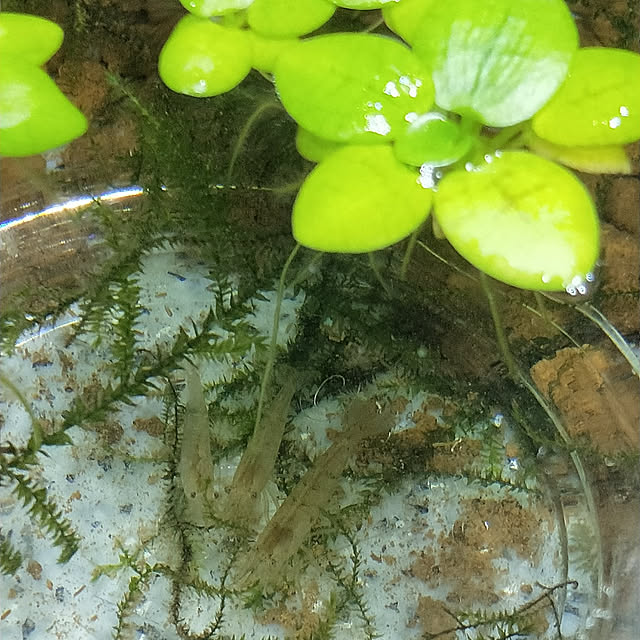 opiopiopiさんの実例写真