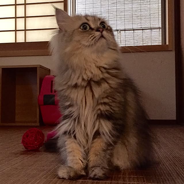butachanさんの実例写真