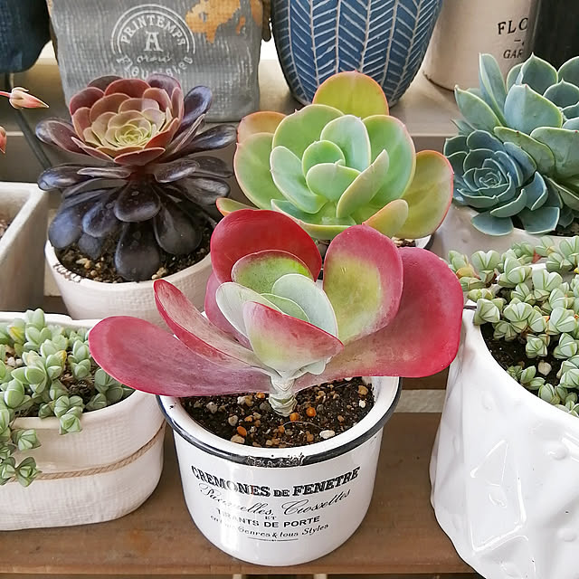 VERANDARJUNさんの実例写真