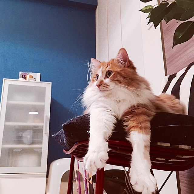 Reikoさんの実例写真