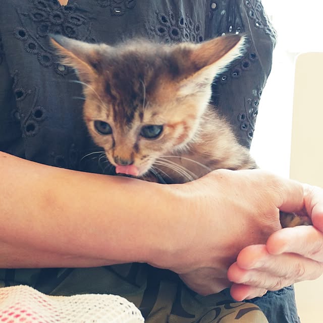 kittenblueさんの実例写真