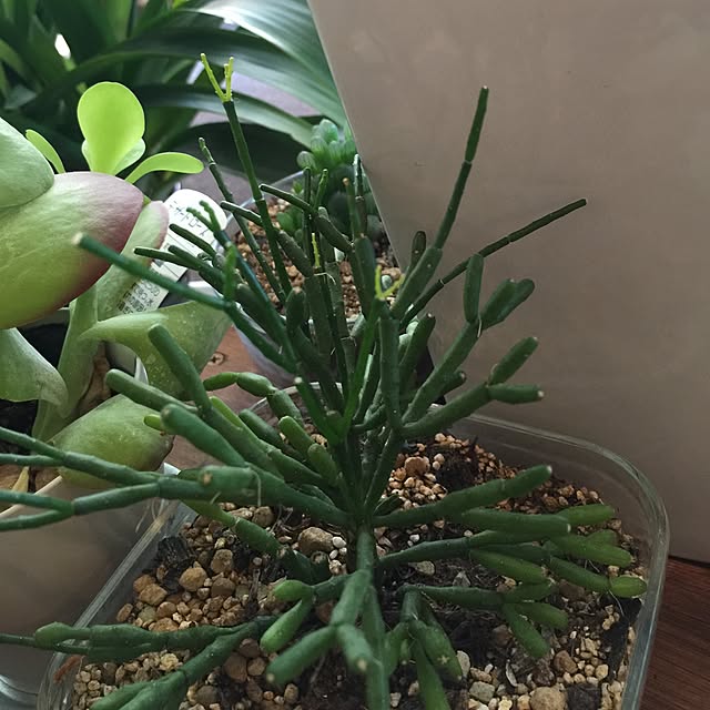 キッチン/多肉植物/観葉植物のインテリア実例 - 2016-04-09 23:40:34
