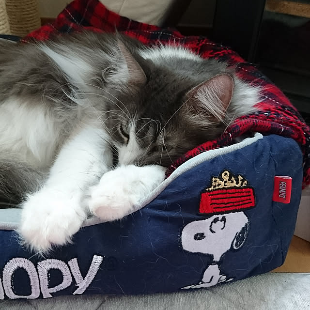 shinobuさんの実例写真