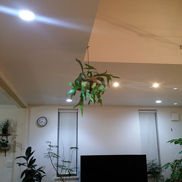 kuuuuさんの実例写真