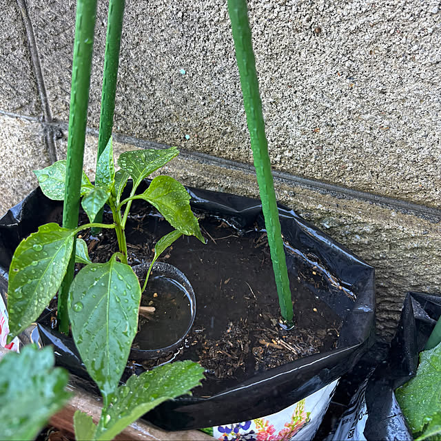 chacoさんの部屋