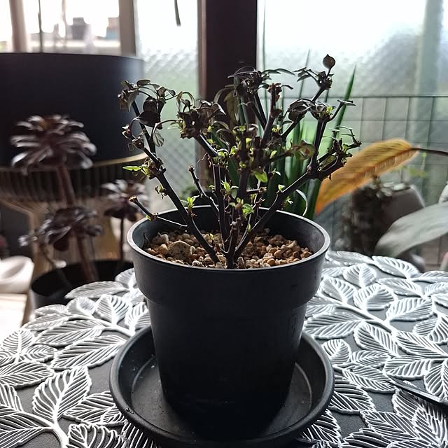 noaさんの実例写真