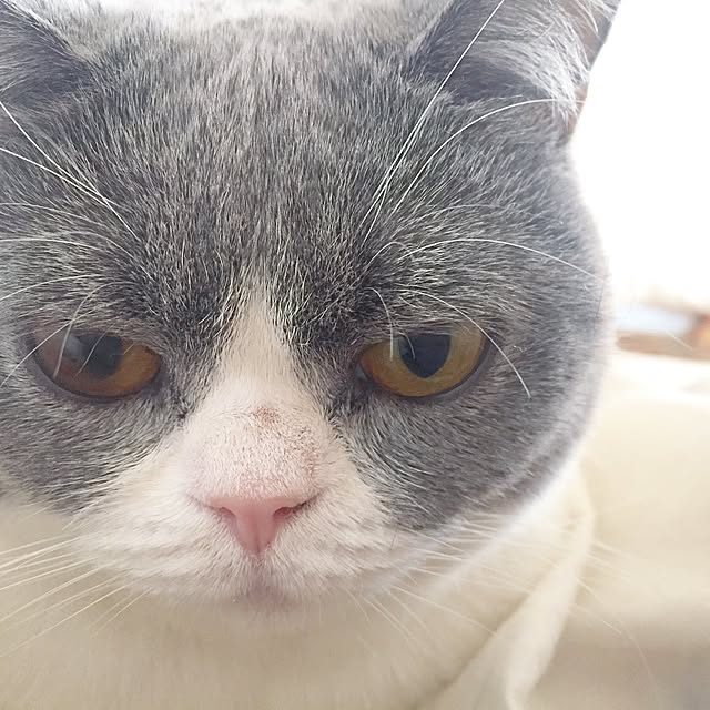 mohayaeteさんの実例写真