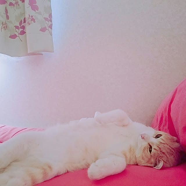 yumickeyさんの実例写真
