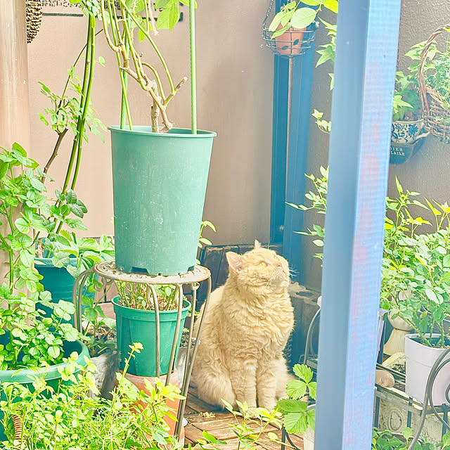 naokoさんの部屋