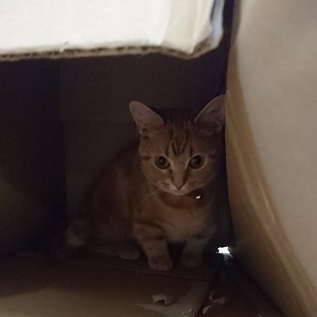 shinobuさんの実例写真