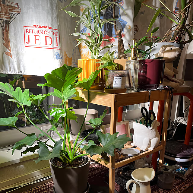nnfwanicoさんの部屋