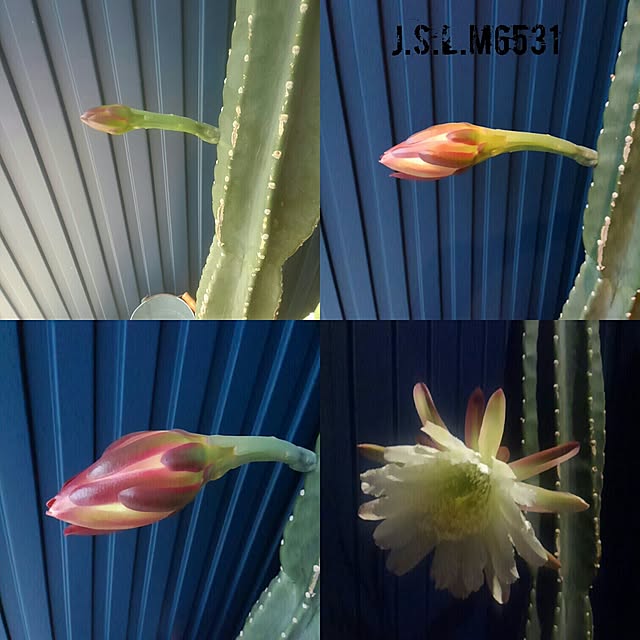 J.S.L.M6531さんの実例写真