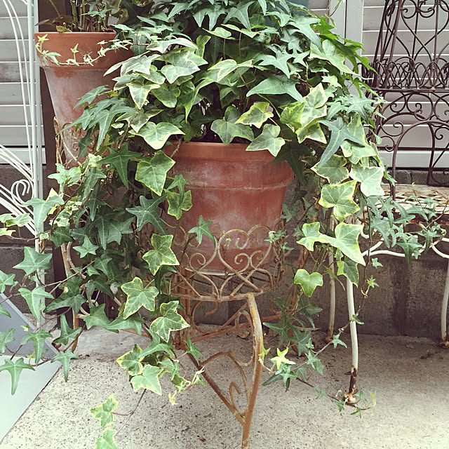 greenroseさんの実例写真