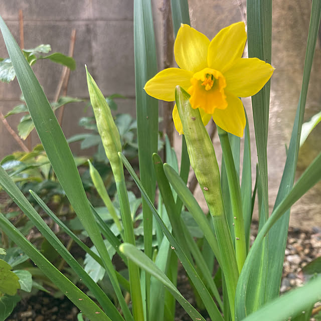 mamaさんの実例写真