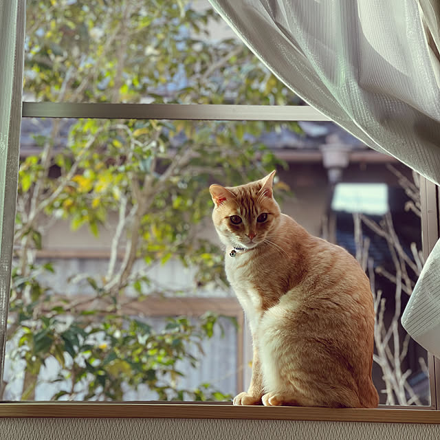 chiiさんの実例写真