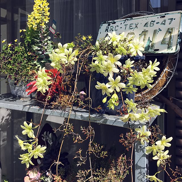 onokenkoさんの実例写真